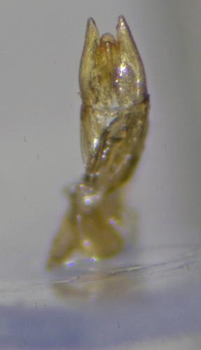 Réf. 184 410 : Helophorus alternans